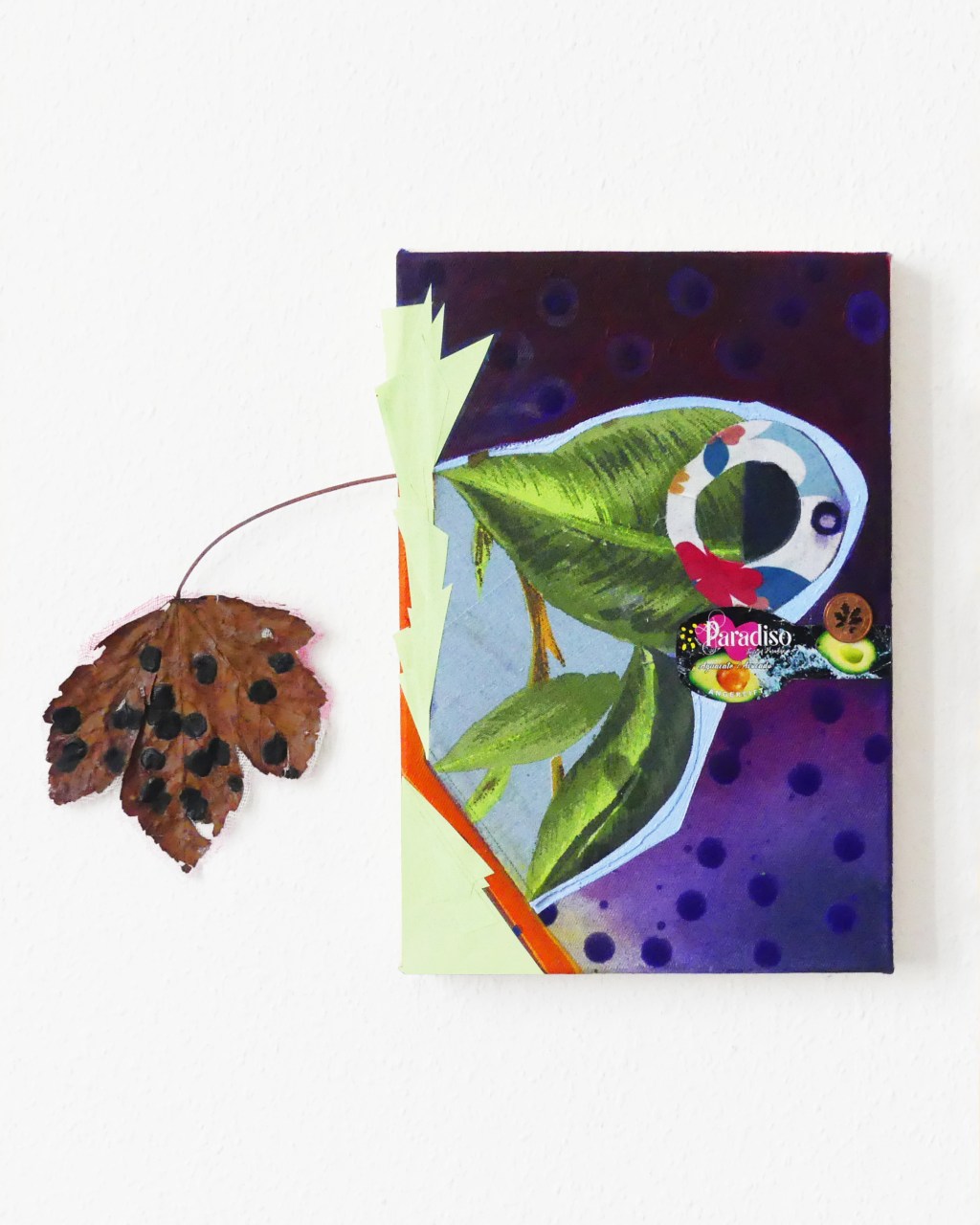 Oiseau paradiso &&nbsp;ophtalmo